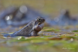 <p>SKOKAN HNĚDÝ (Rana temporaria) ---- /Common frofg - Grasfrosch/</p>